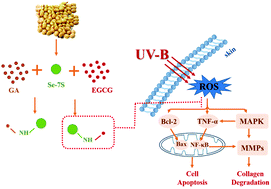 Graphical abstract: Molecular mechanisms of selenium-biofortified soybean protein and polyphenol conjugates in protecting mouse skin damaged by UV-B