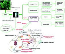 Graphical abstract: Anti-inflammatory and analgesic activities of indigo through regulating the IKKβ/IκB/NF-κB pathway in mice