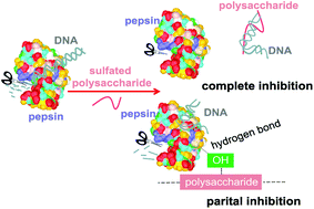 Graphical abstract: Effect of sulfated polysaccharides on the digestion of DNA by pepsin under simulated gastric juice in vitro