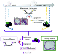 Graphical abstract: A jaboticaba extract prevents prostatic damage associated with aging and high-fat diet intake