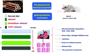 Graphical abstract: Research on the structural characteristics of a novel Chinese Iron Yam polysaccharide and its gastroprotection mechanism against ethanol-induced gastric mucosal lesion in a BALB/c mouse model