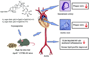 Graphical abstract: Soyasaponins A1 and A2 exert anti-atherosclerotic functionalities by decreasing hypercholesterolemia and inflammation in high fat diet (HFD)-fed ApoE−/− mice