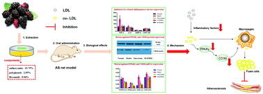 Graphical abstract: Black mulberry ethanol extract attenuates atherosclerosis-related inflammatory factors and downregulates PPARγ and CD36 genes in experimental atherosclerotic rats