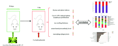 Graphical abstract: Colonization and immunoregulation of Lactobacillus plantarum BF_15, a novel probiotic strain from the feces of breast-fed infants