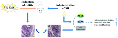 Graphical abstract: Sturgeon hydrolysates alleviate DSS-induced colon colitis in mice by modulating NF-κB, MAPK, and microbiota composition