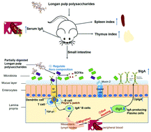 Graphical abstract: Longan pulp polysaccharide protects against cyclophosphamide-induced immunosuppression in mice by promoting intestinal secretory IgA synthesis