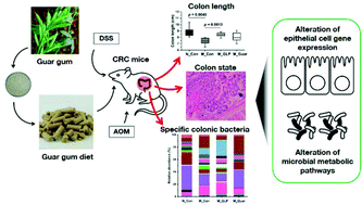 Graphical abstract: Guar gum different from Ganoderma lucidum polysaccharide in alleviating colorectal cancer based on omics analysis