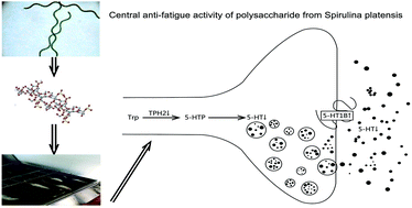 Graphical abstract: Analysis of the anti-fatigue activity of polysaccharides from Spirulina platensis: role of central 5-hydroxytryptamine mechanisms