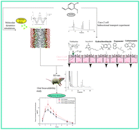 Graphical abstract: Vanillin enhances the passive transport rate and absorption of drugs with moderate oral bioavailability in vitro and in vivo by affecting the membrane structure