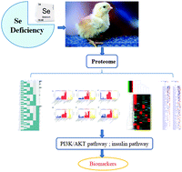 Graphical abstract: The proteomic profiling of multiple tissue damage in chickens for a selenium deficiency biomarker discovery
