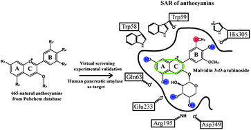 Graphical abstract: Structure-based design of human pancreatic amylase inhibitors from the natural anthocyanin database for type 2 diabetes