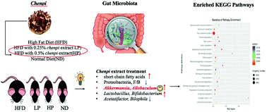Graphical abstract: Aged citrus peel (chenpi) extract causes dynamic alteration of colonic microbiota in high-fat diet induced obese mice