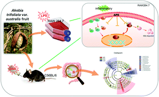 Graphical abstract: Akebia trifoliata pericarp extract ameliorates inflammation through NF-κB/MAPK signaling pathways and modifies gut microbiota