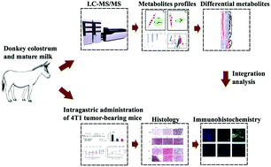 Graphical abstract: Donkey milk inhibits triple-negative breast tumor progression and is associated with increased cleaved-caspase-3 expression