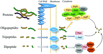 Graphical abstract: The potential of proteins, hydrolysates and peptides as growth factors for Lactobacillus and Bifidobacterium: current research and future perspectives