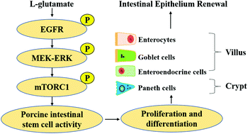 Graphical abstract: l-Glutamate drives porcine intestinal epithelial renewal by increasing stem cell activity via upregulation of the EGFR-ERK-mTORC1 pathway
