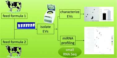 Graphical abstract: Replacement of forage fiber with non-forage fiber sources in dairy cow diets changes milk extracellular vesicle-miRNA expression