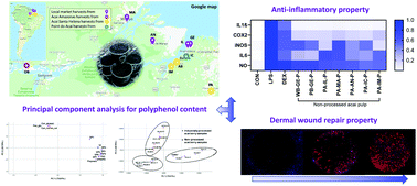 Graphical abstract: Phenolic content, anti-inflammatory properties, and dermal wound repair properties of industrially processed and non-processed acai from the Brazilian Amazon