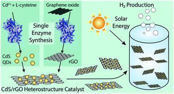 Graphical abstract: Enzymatic synthesis of supported CdS quantum dot/reduced graphene oxide photocatalysts
