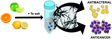 Graphical abstract: Citric juice-mediated synthesis of tellurium nanoparticles with antimicrobial and anticancer properties