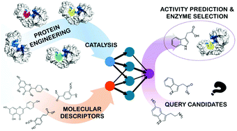 Graphical abstract: Engineering faster transglycosidases and their acceptor specificity