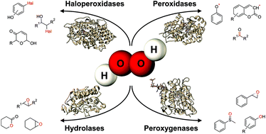 Graphical abstract: Hydrogen peroxide driven biocatalysis