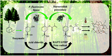 Graphical abstract: Chemo-enzymatic pathways toward pinene-based renewable materials