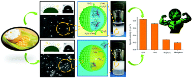 Graphical abstract: Modulation of starch nanoparticle surface characteristics for the facile construction of recyclable Pickering interfacial enzymatic catalysis