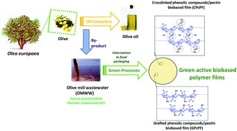 Graphical abstract: Valorization of olive mill wastewater for the development of biobased polymer films with antioxidant properties using eco-friendly processes