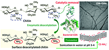 Graphical abstract: Biocatalyzed route for the preparation of surface-deacetylated chitin nanofibers