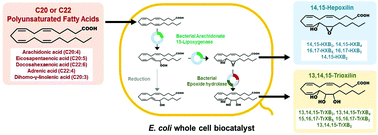 Graphical abstract: Enzymatic synthesis of new hepoxilins and trioxilins from polyunsaturated fatty acids