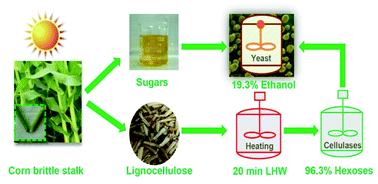 Graphical abstract: Altered carbon assimilation and cellulose accessibility to maximize bioethanol yield under low-cost biomass processing in corn brittle stalk