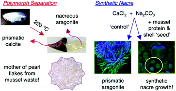 Graphical abstract: Wealth from waste: blue mussels (Mylitus edulis) offer up a sustainable source of natural and synthetic nacre