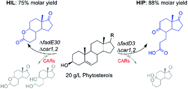 Graphical abstract: Efficient microbial synthesis of key steroidal intermediates from bio-renewable phytosterols by genetically modified Mycobacterium fortuitum strains