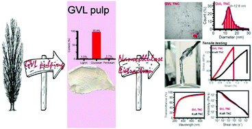 Graphical abstract: GVL pulping facilitates nanocellulose production from woody biomass