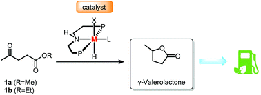 Graphical abstract: Efficient catalytic hydrogenation of alkyl levulinates to γ-valerolactone