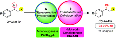 Graphical abstract: Cascade bio-hydroxylation and dehalogenation for one-pot enantioselective synthesis of optically active β-halohydrins from halohydrocarbons