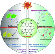 Graphical abstract: Cercosporin-bioinspired selective photooxidation reactions under mild conditions