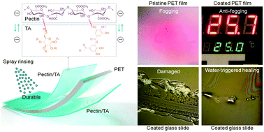 Graphical abstract: Highly transparent, healable, and durable anti-fogging coating by combining hydrophilic pectin and tannic acid with poly(ethylene terephthalate)