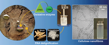 Graphical abstract: Lytic polysaccharide monooxygenase (LPMO) mediated production of ultra-fine cellulose nanofibres from delignified softwood fibres