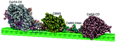 Graphical abstract: Synthetic fungal multifunctional cellulases for enhanced biomass conversion