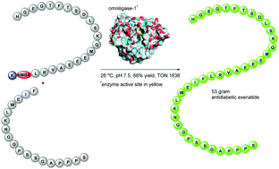 Graphical abstract: Sustainable, cost-efficient manufacturing of therapeutic peptides using chemo-enzymatic peptide synthesis (CEPS)