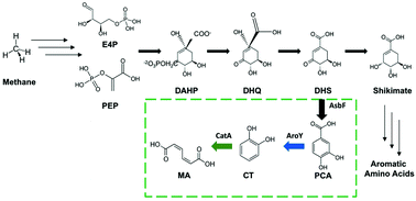 Graphical abstract: Muconic acid production from methane using rationally-engineered methanotrophic biocatalysts