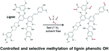 Graphical abstract: Mild and controlled lignin methylation with trimethyl phosphate: towards a precise control of lignin functionality