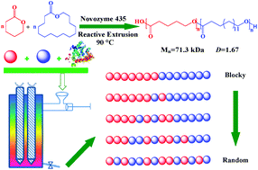 Graphical abstract: Lipase-catalyzed ring-opening copolymerization of ω-pentadecalactone and δ-valerolactone by reactive extrusion