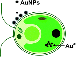 Graphical abstract: Studies on the uptake and transformation of gold(iii) and gold nanoparticles in a water–green algae environment using mass spectrometry techniques