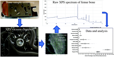 Graphical abstract: Application of X-ray photoelectron spectroscopy to examine surface chemistry of cancellous bone and medullary contents to refine bone sample selection for nuclear DNA analysis