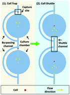 Graphical abstract: Hydrodynamic shuttling for deterministic high-efficiency multiple single-cell capture in a microfluidic chip