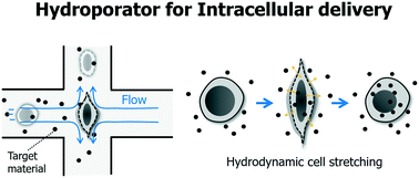 Graphical abstract: Hydroporator: a hydrodynamic cell membrane perforator for high-throughput vector-free nanomaterial intracellular delivery and DNA origami biostability evaluation