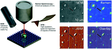 Graphical abstract: Immuno-capture of extracellular vesicles for individual multi-modal characterization using AFM, SEM and Raman spectroscopy